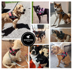 Load image into Gallery viewer, Personalised No-Pull Dog Harness
