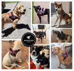 Load image into Gallery viewer, Personalised No-Pull Dog Harness
