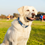 Load image into Gallery viewer, Personalised Dog Collar with Laser Engraved Buckle - The Reflective Collection
