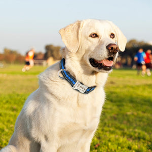 Personalised Dog Collar with Laser Engraved Buckle - The Reflective Collection