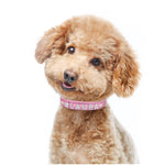 Load image into Gallery viewer, Personalised Dog Collar with Diamante Letters - The Glam Collection
